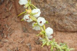   Fruits:   Pollichia campestris ; Photo by Christien Steyn, gbif.org
